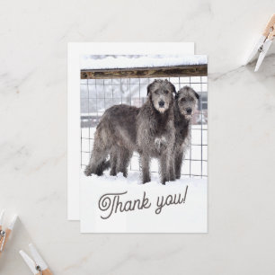 Invitation Wolfhounds irlandais en neige