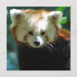 Invitations adorables de Red Panda