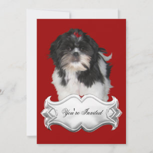 Invitations Chih Shitzu Shih Tzu Chiens Chiots Rou