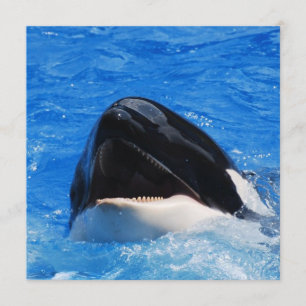 Invitations de baleines