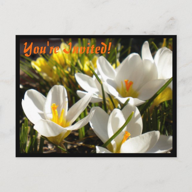 Invitations de cartes postales Spring Crocus (Devant)