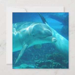 Invitations de dauphins joueurs