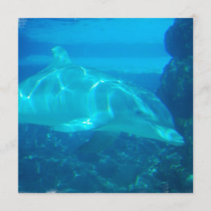 Invitations de dauphins sous-marins