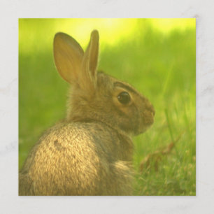 Invitations de lapin lapin