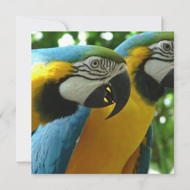 Invitations de macaws bleus et dorés (Devant)