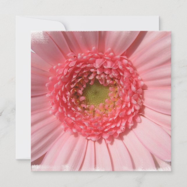 Invitations de marguerite de rose en pastel (Devant)