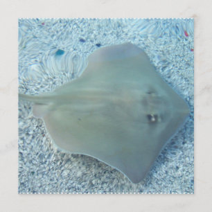 Invitations de pastenague d'eau doux