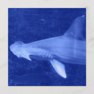 Invitations de requin de poisson-marteau