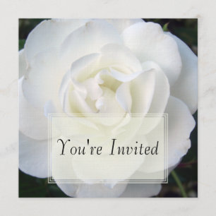 Invitations de rose blanc