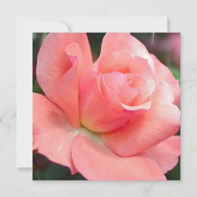 Invitations de rose rose (Devant)