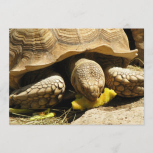 Invitations de tortues