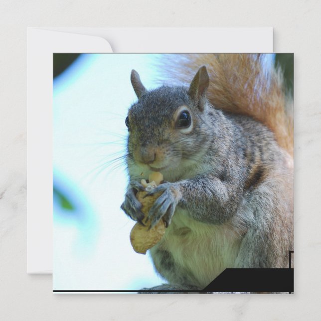 Invitations d'écureuils (Devant)