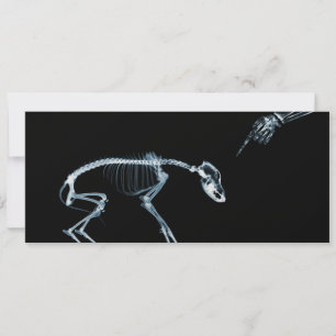 Invitations des Skeletons à rayons X Blue Bad Dog