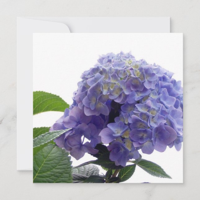 Invitations d'Hydrangea Bush (Devant)