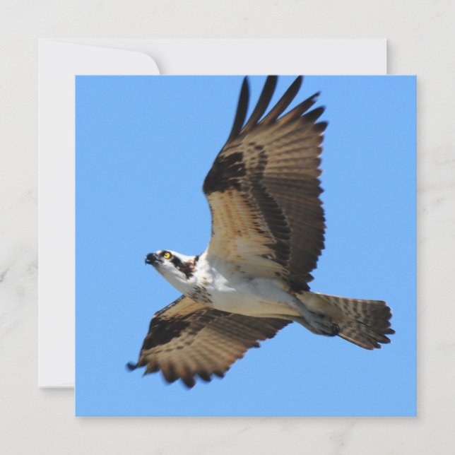 Invitations d'Osprey Bird (Devant)