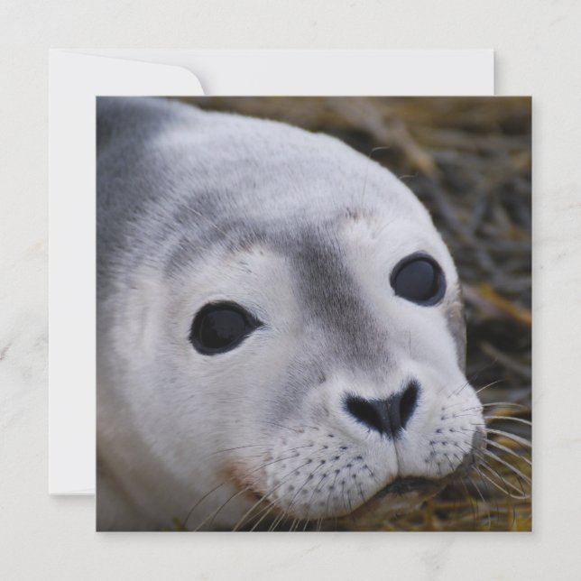 Invitations douces de bébé phoque (Devant)