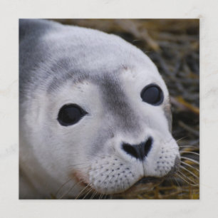 Invitations douces de bébé phoque