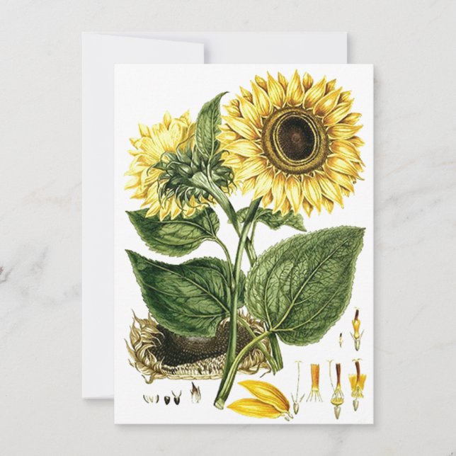 Invitations du parti blanc botanique SUNFLOWER FLO (Devant)