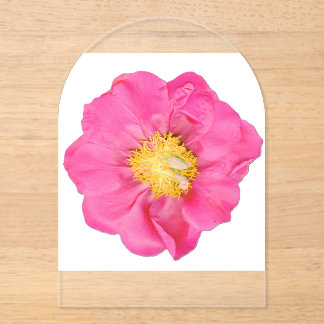 Invitations En Acrylique Fleur de pivoine rose pâle en acrylique botanique