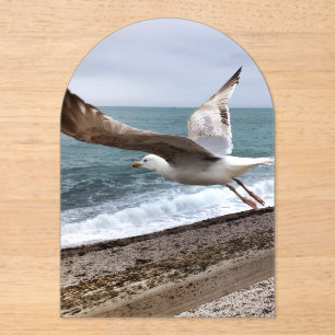 Invitations En Acrylique Goëland Etretat France