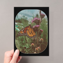 papillons orange
