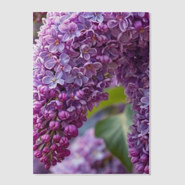 Invitations En Vélin Lilas Vellum Overlay (Recto)
