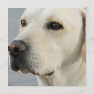 Invitations jaunes de laboratoire