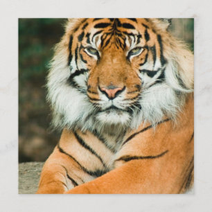 Invitations oranges de tigre