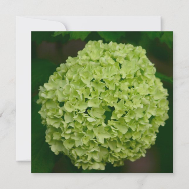 Invitations vertes d'hortensia (Devant)