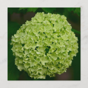 Invitations vertes d'hortensia