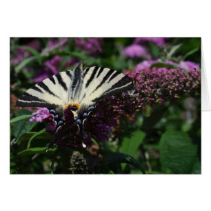 Iphiclides podalirius