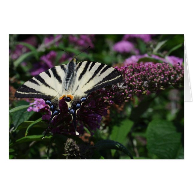 Iphiclides podalirius (Devant horizontal)