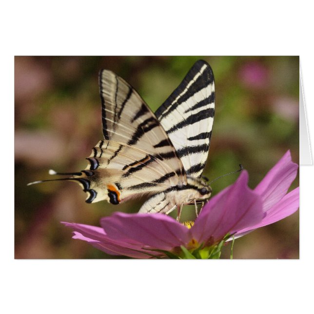 Iphiclides podalirius (Devant horizontal)