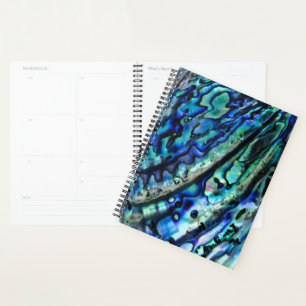 Iridescente Paua Abalone Shell 2026