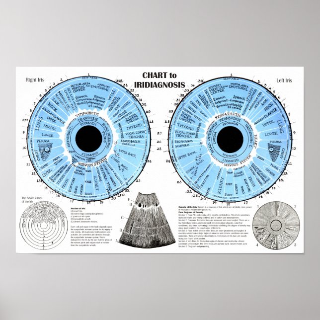 Iridiagnose Iridologie Tableau de l'œil  (Devant)