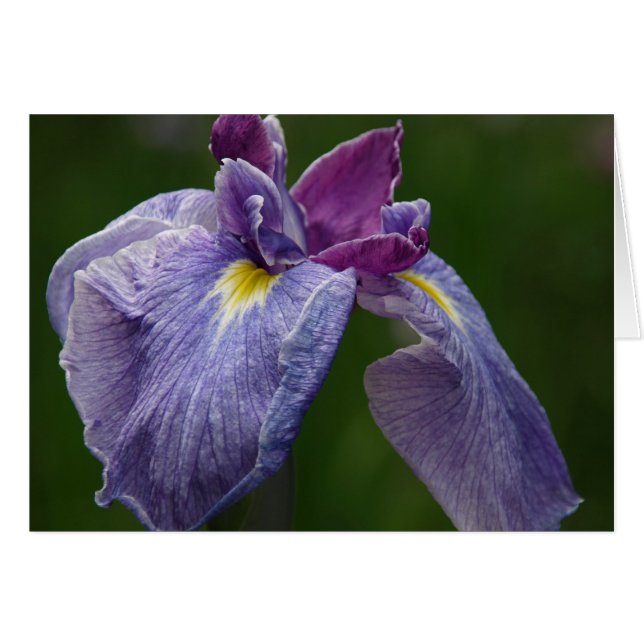 Iris (Devant horizontal)