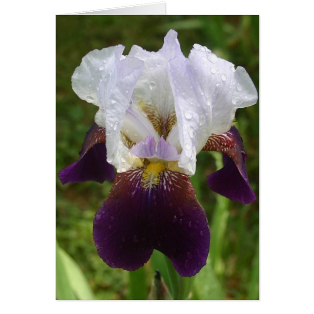 Iris (Devant)