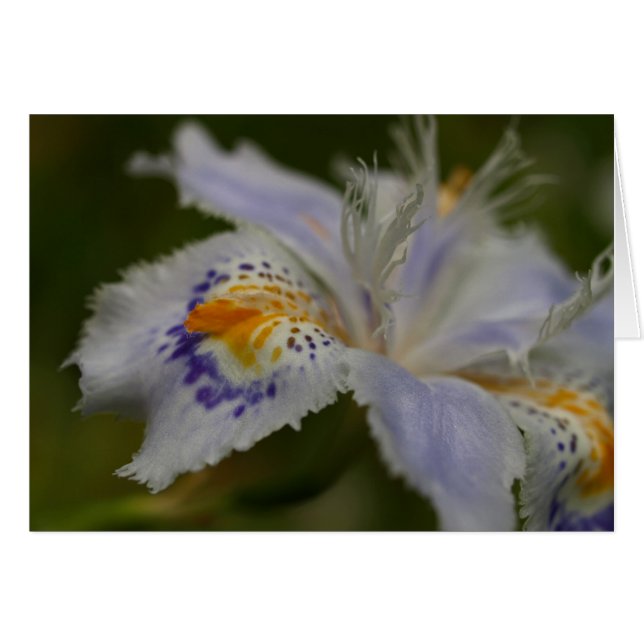 Iris (Devant horizontal)