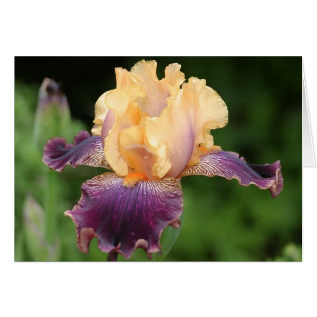 Iris (Devant horizontal)