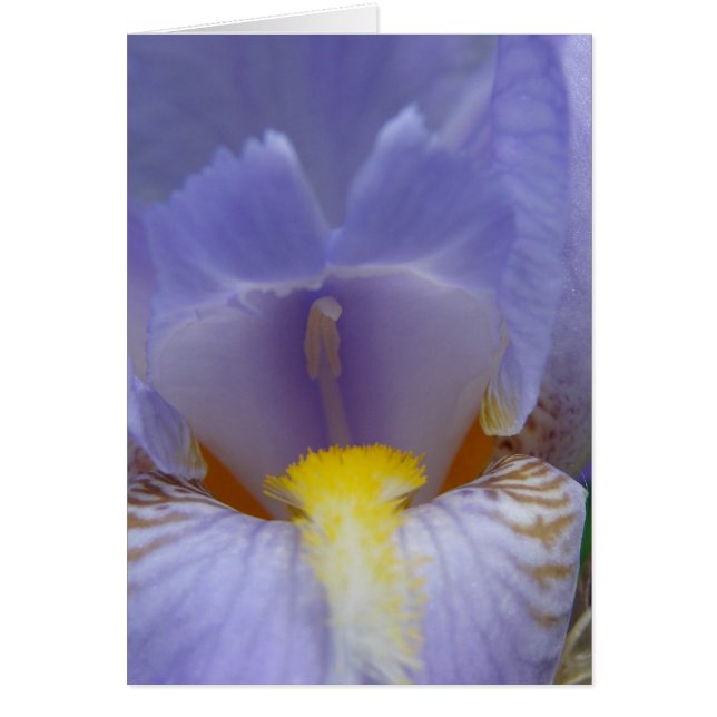 Iris (Devant)