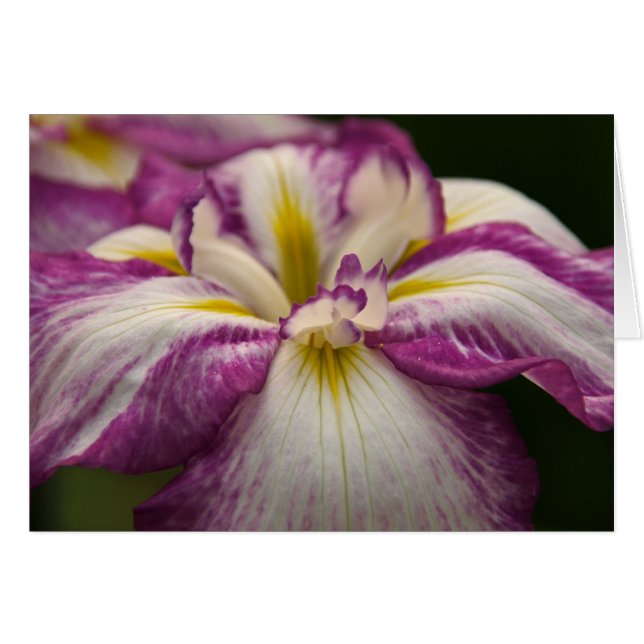 Iris (Devant horizontal)