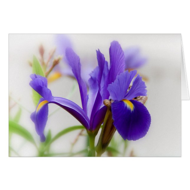 Iris (Devant Horizontal)