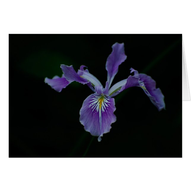 Iris 02 de l'Orégon (Devant horizontal)
