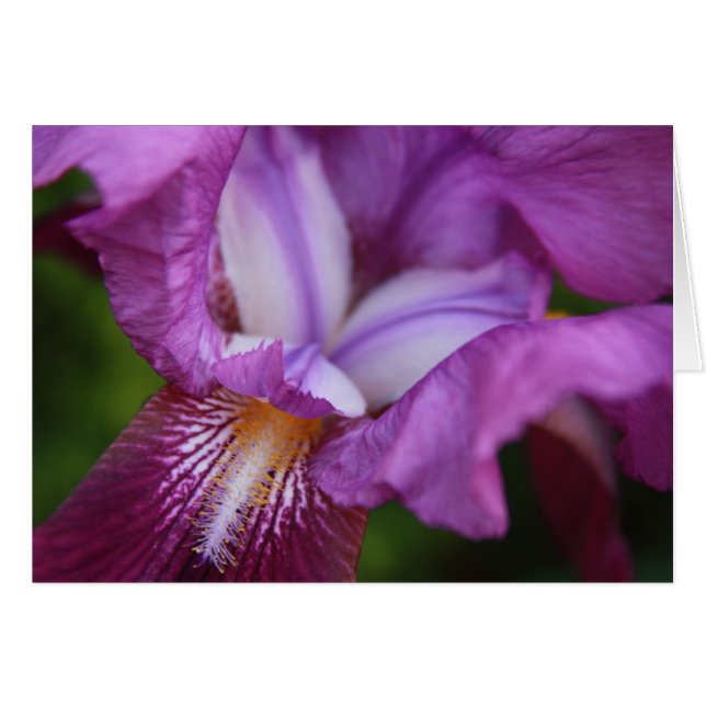 Iris à poils (Devant horizontal)