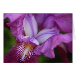 Iris allemands à poils
