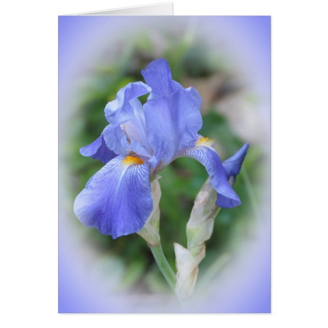 Iris Beauty (Devant)