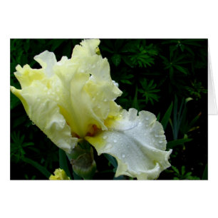 Iris blanc