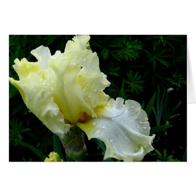 Iris blanc (Devant horizontal)