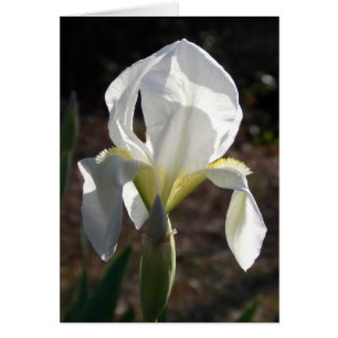 Iris blanc