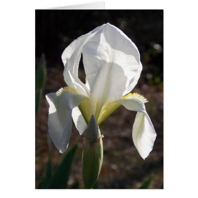 Iris blanc (Devant)